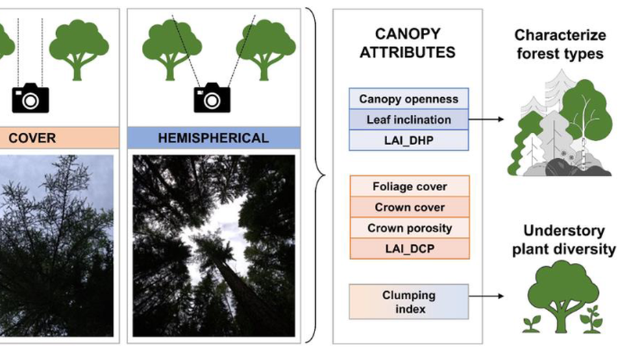 Reliability of canopy photography for forest ecology and biodiversity studies